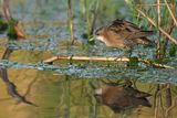 Little Crake (Zapornia parva)	