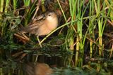 Little Crake (Zapornia parva)	