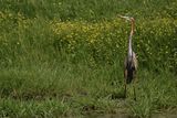 Purple Heron (Ardea purpurea) 