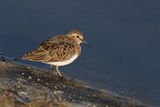 Temmincks Stint (Calidris temminckii)