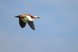 Ruddy Shelduck  (Tadorna ferruginea)