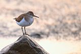 Common Sandpiper (Actitis hypoleucos) 