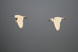 Little Egret (Egreta garzetta)