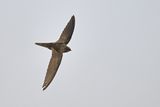 Common Swift (Apus apus) 