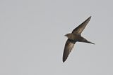 Common Swift (Apus apus) 