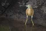 Squacco Heron (Ardeola ralloides)