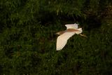 Squacco Heron (Ardeola ralloides)
