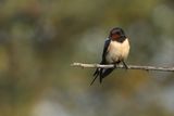 Barn Swallow (Hirundo rustica)