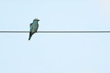 European Roller (Coracias garrulus)