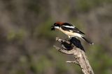 Woodchat Shrike (Lanius senator) 