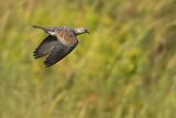 European Turtle Dove (Streptopelia turtur)