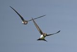 Alpine Swift (Tachymarptis melba) 