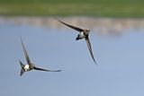 Alpine Swift (Tachymarptis melba) 