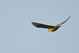 Eurasian Golden Oriole (Oriolus oriolus)