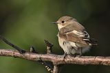 Pied Flycatcher (Ficedula hypoleuca)