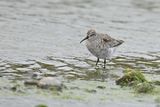 Curlew Sandpiper (Calidris ferruginea)	