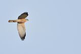 Levant sparrowhawk (Accipiter brevipes)