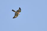 Levant sparrowhawk (Accipiter brevipes)