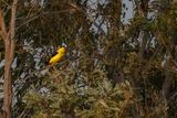 Eurasian Golden Oriole (Oriolus oriolus)