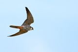 Hobby (Falco subbuteo)