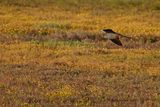 Red Footed Falcon (Falco vespertinus)