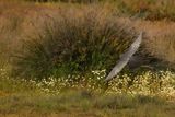 Red Footed Falcon (Falco vespertinus)