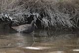 Spotted Redshank (Tringa erythropus) 