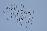 White-winged Tern (Chlidonias leucopterus)