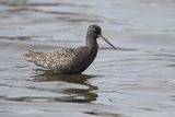 Spotted Redshank (Tringa erythropus) 