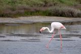 Flamingo  (Phoenicopterus roseus)