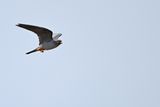 Red Footed Falcon (Falco vespertinus)