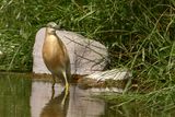 Squacco Heron (Ardeola ralloides)