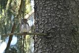 Eurasian Pygmy Owl (Glaucidium passerinum) 