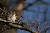 Eurasian Pygmy Owl (Glaucidium passerinum) 