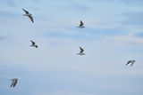 Gull-billed tern (Gelochelidon nilotica)	