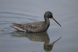 Spotted Redshank (Tringa erythropus) 