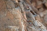 Chukar (Alectoris chukar)