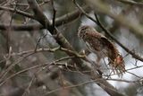 Eurasian Pygmy Owl (Glaucidium passerinum) 