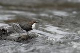 European Dipper  (Cinclus cinclus)