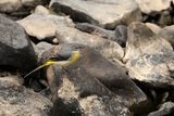 Grey Wagtail (Motacilla cinerea) 