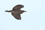 Great Bittern (Botaurus stellaris)