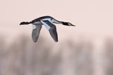 Great Crested Grebe (Podiceps cristatus)