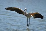 Flamingo (Phoenicopterus roseus)