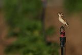 Whinchat (Saxicola rubetra)