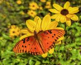 Gulf Fritillary on Folly Beach 11/01/22