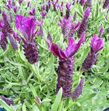 Spanish Lavender