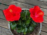 Red Hibiscus