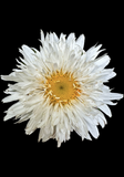 Shasta Daisy