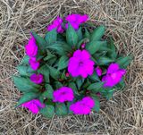 Sun Patiens