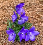 Balloon Flower